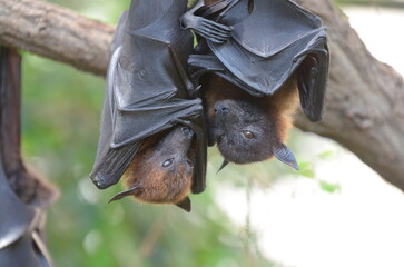 two bats hanging