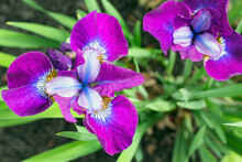 Looking Straight Down On An Iris Versicolor Bloom