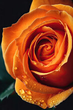 Top View Of Closeup Of Bright Orange Rose Flower On Dark Background. Generative AI