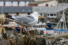 Seagull Sitting At The Seaside Of Polpero Town ,UK
