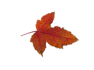 Wall Mural - maple leaf isolated on white background