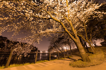 夜桜が満開の大宮公園の美しい景色。空に舞う桜の花びらはまるで雪のよう。日本らしい美しさを感じる一枚 beautiful view of omiya park, where cherry blossom