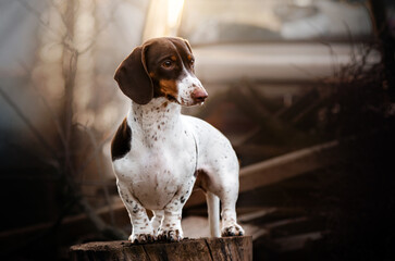 Wall Mural - a beautiful portrait of a Peibald dachshund dog on the background of a magical light sunset