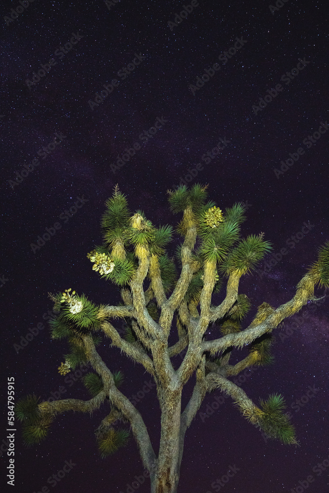 Joshua Tree with Starry Night Sky Stock Photo | Adobe Stock