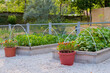 Vegetable garden with assortment vegetable plants in wooden raised bed boxes and flowers in flowerpots. Agriculture, nature, cultivation and ecology concept