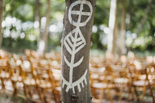 Tree Marked With White Painting