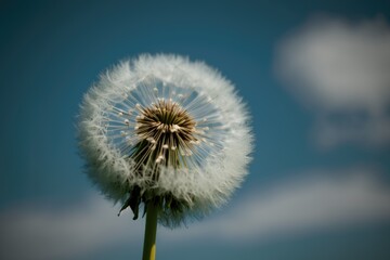 Wall Mural - dandelion against blue sky with fluffy clouds, created with generative ai