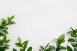 Natural green branches with leaves on empty light grey background with copy space. Trendy layout with fresh plant. Eco spring flat lay. Top view, copy space. Organic template. Minimal composition.
