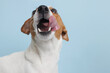 The dog is waiting for a delicious treat. White background, animal care concept