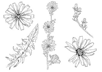  Hand made Belgian Endive flower ilustration, vector outline	