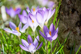 Fototapeta Kwiaty - Small tiny spring purple crocus flowers in the grass close to the stone. Seasonal plants and herbs backgrounds