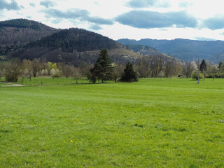 View of an alpine landscape with lush, green meadows and trees in summer