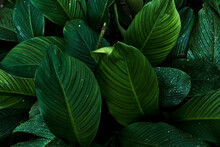 Closeup Beautiful Plant Leaves Background