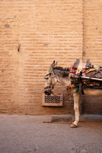 A Donkey On A Street In Morocco