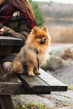 A Small Dog Sitting On A Bench Outside In A Resting Place