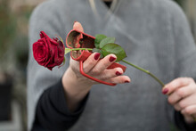 Florist Cuts The Leaves Of A Rose