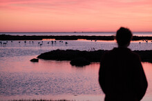 Anonymous Watching Flamingos In Nature At Sunset