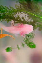 A Axolotl Pink