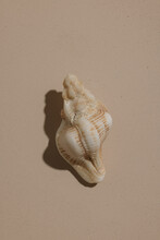 Sea Shell On Pink With Shadow