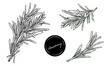 Set of rosemary bunch tied with a ribbon hand drawn line art vector illustration