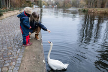 Feed The White Swan
