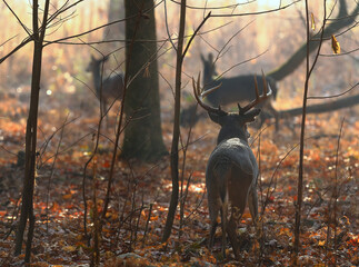 Wall Mural - whitetail buck following does in the smoke from a forest fire