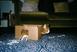 © Helen Rushbrook/Stocksy - Film scan of a comedy cat in a box.