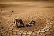© mfathur19 - Parched Earth and Famine: A Powerful Depiction of Drought's Devastating Consequences on Agriculture, Livestock, and Human Lives - AI Generative