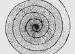 © Clive Watts/Stocksy - A black and white pen and ink drawing based on an archimedean spiral.