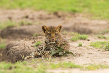 Leopard Cub Looking At The Camera  