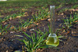 Image of a glass flask with a chemical solution on the background of young shoots of wheat.