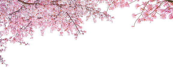 Pink cherry blossom blooming in Spring isolated on white background.