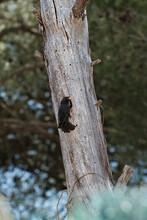 Blackbird Feeds Her Chicks In A Tree