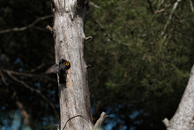 Blackbird Feeding Her Chicks In A Tree