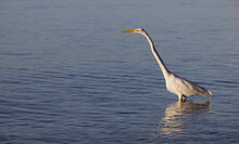 Giant Egret In Water