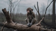 A lone sad monkey sitting in a destroyed forest - Concepts of habitat destruction, climate change, conversation - generative ai