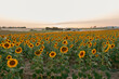 © Jimena Roquero/Stocksy - Sunflowers field landscape