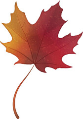 autumn elegant botanic garden red maple leaf