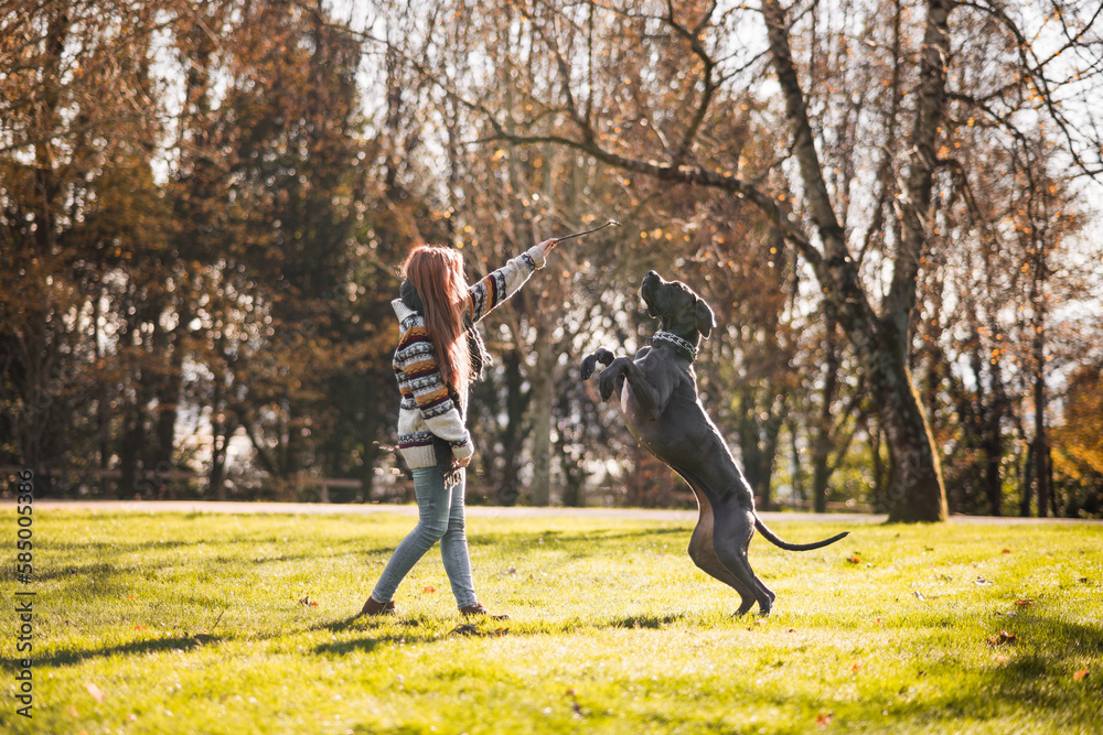 Training big dog at the park using wood stick Stock Photo | Adobe Stock