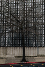 Bare Tree Against Metal Pattern