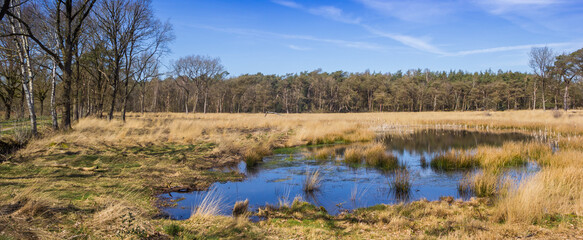 Wall Mural - Panorama of a small pond in the forest of Drents-Friese Wold, Netherlands