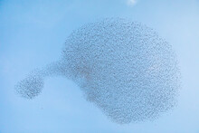 A Murmuration Of Starlings