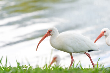 Wall Mural - ibis bird at river in wildlife. ibis bird in nature. photo of ibis bird outdoor. ibis bird