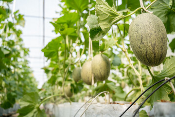 green orgranic melons fruit or cantaloupe in melons farm plant green house.