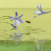 Bee Flying Low Over Water To  Flower And Bud