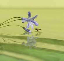 Wasp Flying Low Over Water To Flower