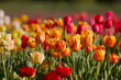 © Ilya/Stocksy - Tulip spring flowers bloom nature field garden