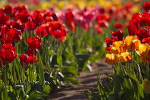 Tulip Spring Flowers Bloom Nature Field Garden