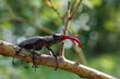 © Sveta SH/Stocksy - Stag Beetle (Lucanus Cervus L.)