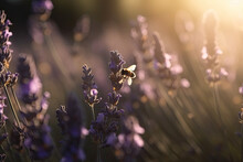 Close Up View Of A Bee Flying Over A Bunch Of Lavender Flowers In A Field Of Lavenders In The Sunlight, Generative AI